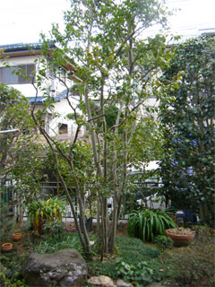 剪定施工例 竹垣 植木の剪定は 千葉市の植木屋 千葉水石