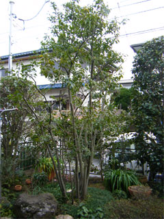 剪定施工例 竹垣 植木の剪定は 千葉市の植木屋 千葉水石